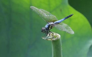 《蜻蜓,蜻蜓》读后感精选8篇