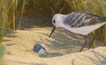 奥斯卡鹬观后感7篇