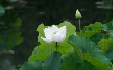 中班幼儿园6月总结7篇