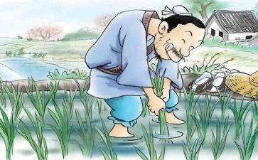 拔苗助长作文6篇