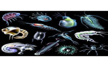生物的变异们教学反思6篇