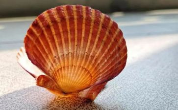 海边捡贝壳作文6篇