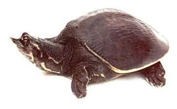 鳖与主人读后感6篇