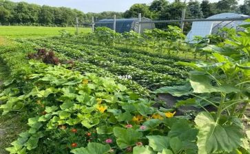菜市场的调查报告5篇