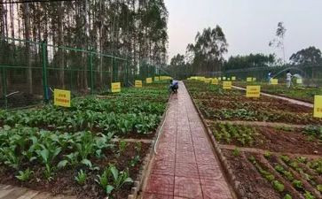健康蔬菜教案6篇