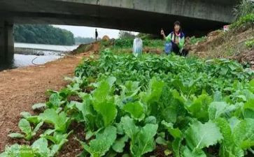 幼儿园小班洗青菜教案6篇
