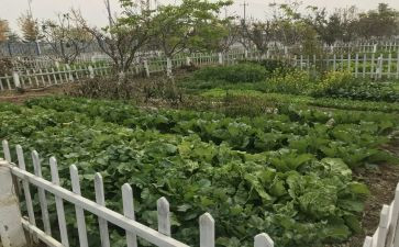 奶奶家的小菜园作文7篇