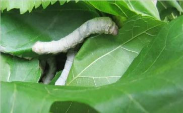 大班蚕和丝教学反思6篇