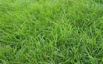 我欣赏草作文最新7篇
