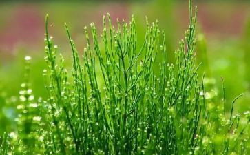 草子读后感500字推荐7篇