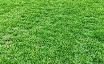 金色草地的教学反思8篇