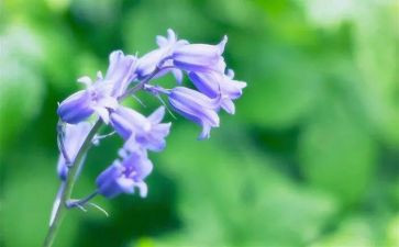 写花草的作文5篇