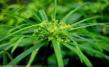 六上草原教案最新8篇