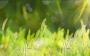 一棵小草作文500字7篇