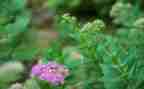 我欣赏草作文优秀6篇