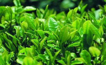 茶文化活动方案参考5篇
