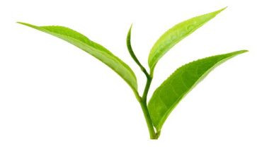 茶的故事教案通用6篇
