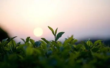 茶的故事教案推荐7篇