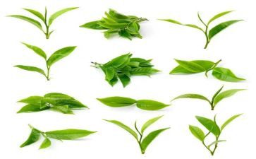 啊奶茶的作文5篇