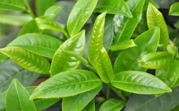 一杯奶茶作文8篇