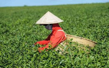 茶会的心得体会5篇