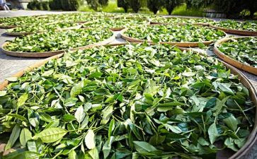 茶的故事教案优质6篇