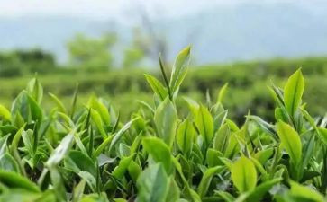 茶话会活动方案5篇