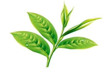 茶的故事教案模板7篇