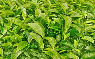 对茶艺培训的心得体会6篇