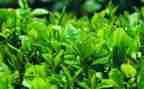 茶话会发言稿范文5篇