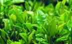 茶文化活动方案精选6篇