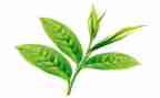 茶的故事教案模板7篇