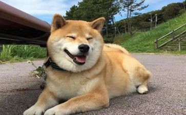 我的狗作文400字作文通用7篇