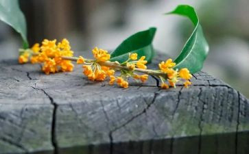 陌上桂花开作文最新7篇