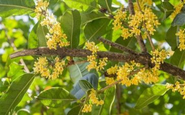 我在桂花作文6篇