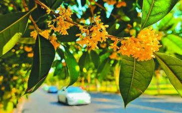 《桂花雨》的教学反思模板6篇