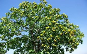 果树小班教案5篇