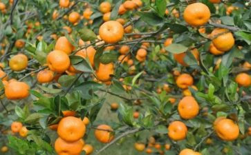 瓜果园的作文优质6篇