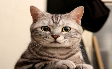 好奇心作文优质8篇