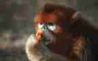 小猴子的教案7篇