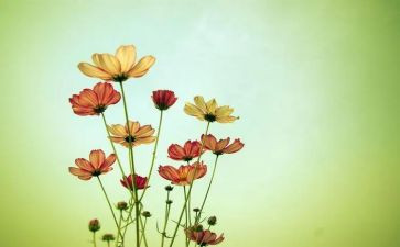 老师养的花作文最新6篇