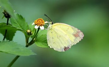 剪蝴蝶的教案参考6篇