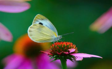 剪蝴蝶的教案6篇