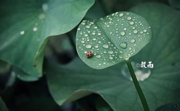节气作文800字8篇