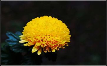 陌上菊花开作文优质8篇
