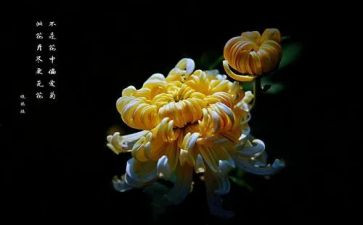 陌上菊花开作文优秀5篇
