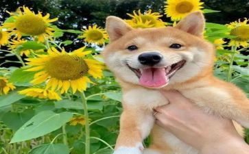 开心得5篇