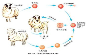 写克隆的我作文优秀6篇