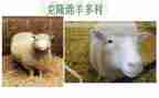 克隆树作文6篇
