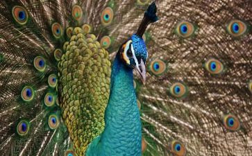 孔雀与鹤读后感参考6篇